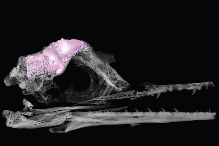 Un modelo 3D transparente del cr&aacute;neo y el cerebro de un p&aacute;jaro f&oacute;sil (en rosa).