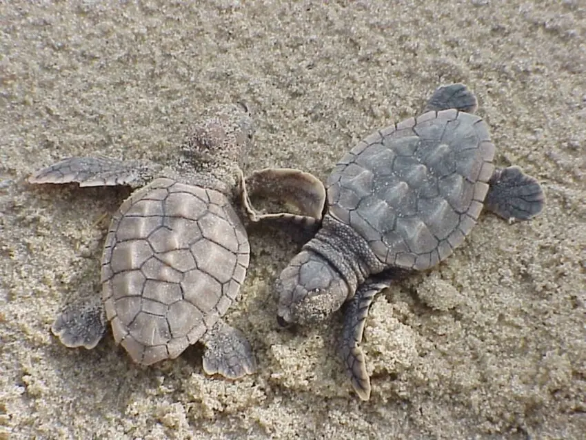 Cr&iacute;as de tortuga boba