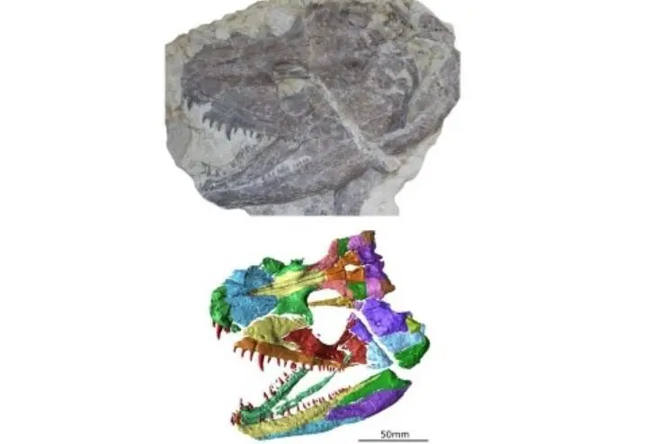 F&oacute;sil y reconstrucci&oacute;n del cr&aacute;neo f&oacute;sil del antiguo anfibio