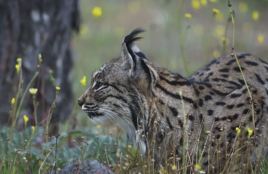 En Espa&ntilde;a hay m&aacute;s de 85.000 especies de animales, hongos y plantas, seg&uacute;n un informe del MITECO