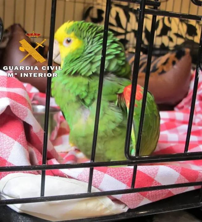 Loro al que dispar&oacute; el imputado por maltrato animal en la Merindad de Estella