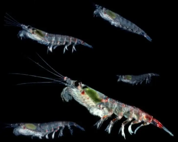 Krill ant&aacute;rtico (Euphausia superba)