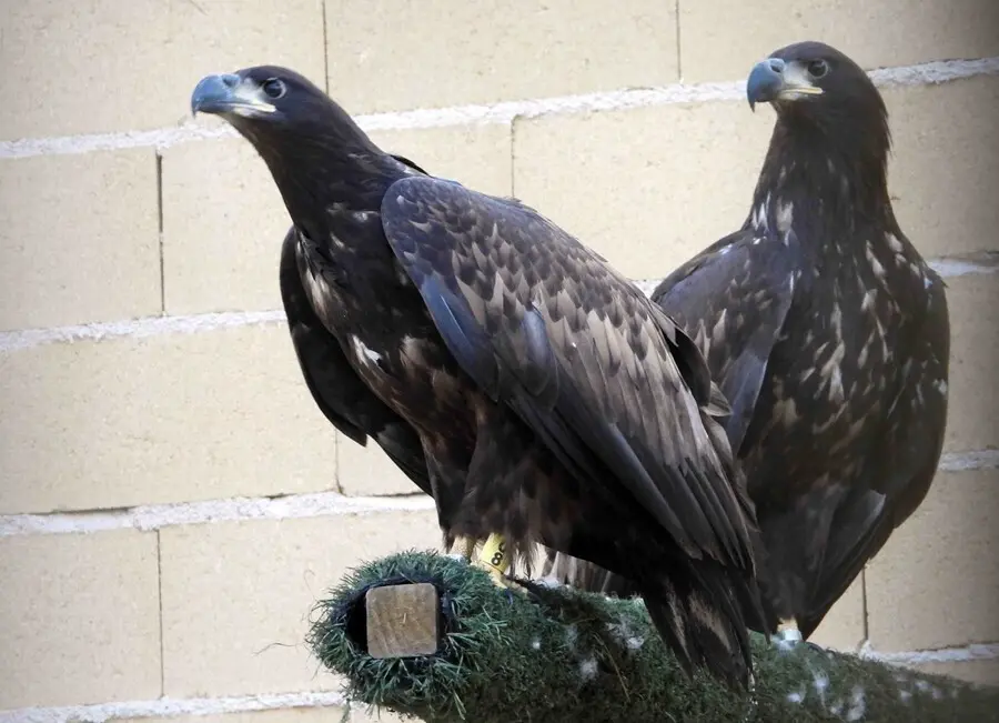 Reintroducci&oacute;n de pigargo europeo en Asturias