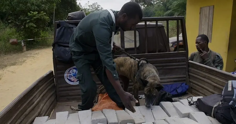 El MITECO adiestra a la primera unidad canina para luchar contra el tr&aacute;fico ilegal de especies en Rep&uacute;blica del Congo