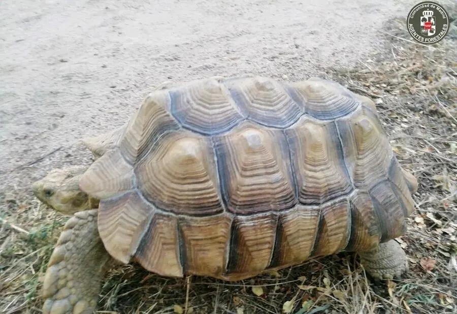 Tortuga de espolones africana