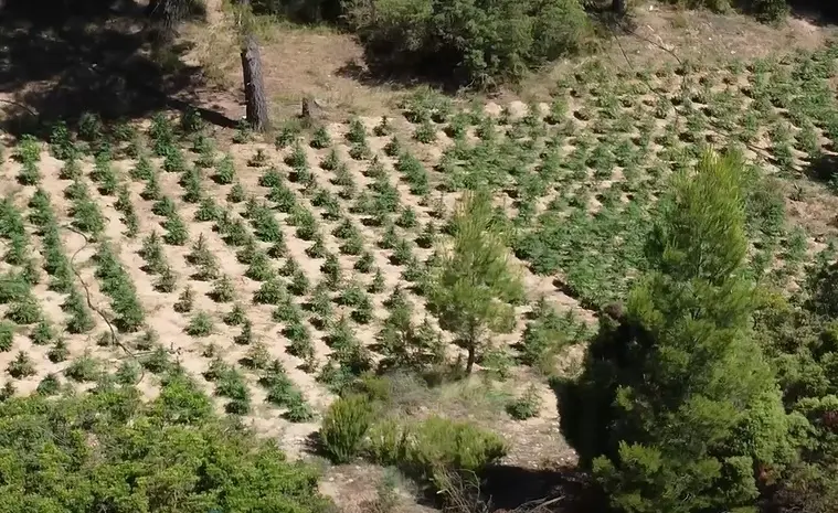Incautado el mayor n&uacute;mero de plantas de marihuana en la provincia de Valencia en la operaci&oacute;n 'Campers'