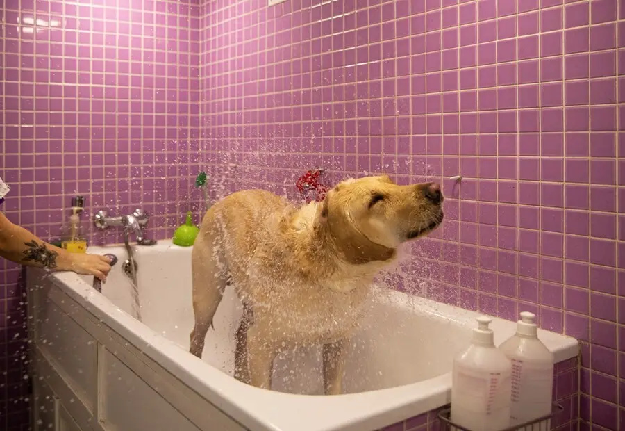 Archivo - Un perro se sacude el agua tras ser lavado en una peluquer&iacute;a canina