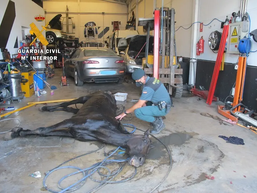 La Guardia Civil encuentra un caballo en malas condiciones higi&eacute;nico-sanitarias en un taller clandestino.