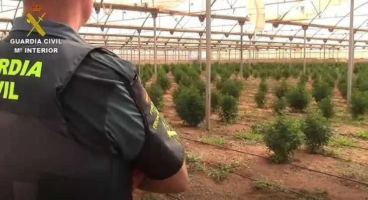 Plantaci&oacute;n de marihuana intervenida.