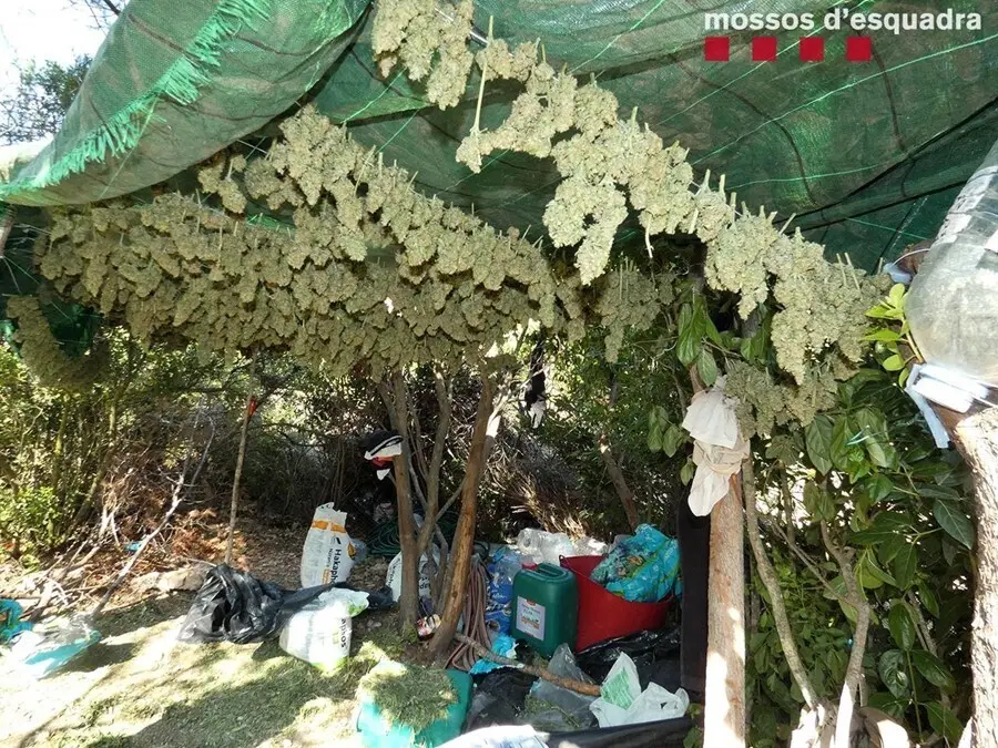 Espacio en que habitaban los jardineros y en que se preparaba la droga en una de las plantaciones.