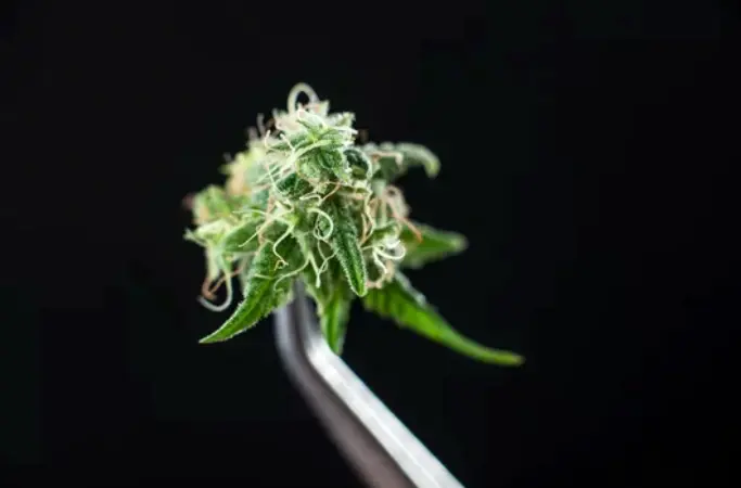 grow shop