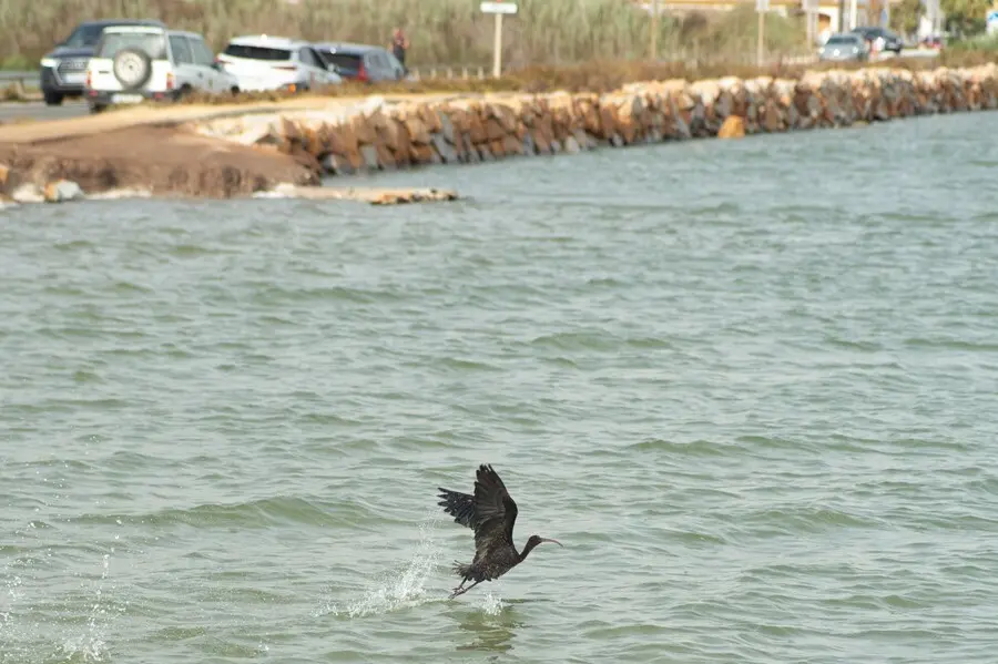 09/08/2021.- Murcia , San Pedro De Pinatar , Salinas Del Mar Menor. El Consejero De Agua, Agricultura, Pesca, Ganaderia Y Medio Ambiente, Antonio Luengo, Participa En La Liberacion De Dos Ejemplares De Morito Comun