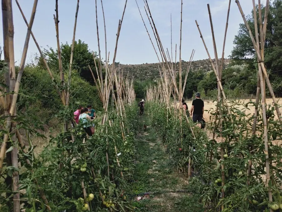 El Govern otorga ayudas de 131.000 euros en agosto para la biodiversidad cultivada en 2020