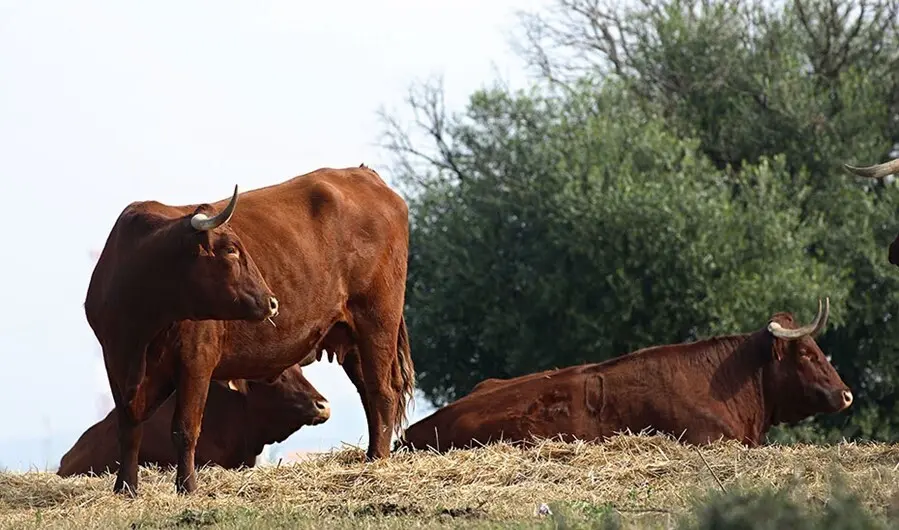 Archivo - Ganader&iacute;a de toro bravo