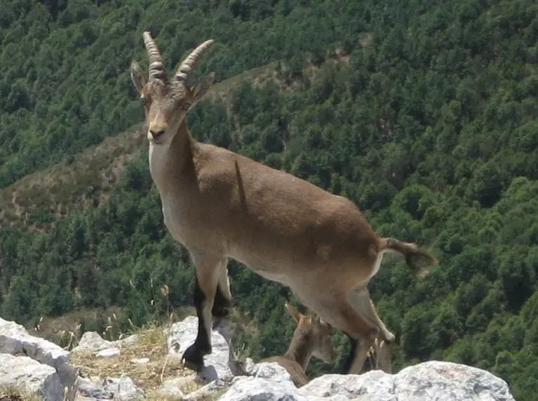 Archivo - Cabra mont&eacute;s.