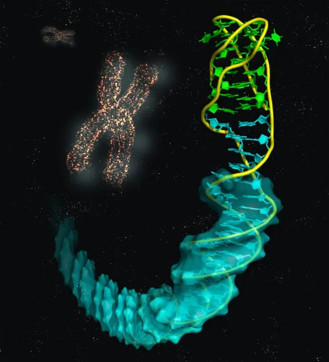 Imagen ilustrativa de la estructura de la uni&oacute;n del i-ADN (bases en verde) con el B-ADN (azul).