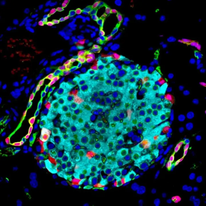 Grupo de c&eacute;lulas pancre&aacute;ticas que producen y liberan hormonas que regulan los niveles de glucosa