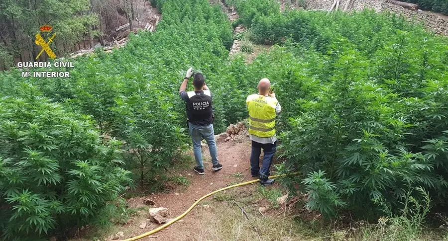 La plantaci&oacute;n de 2.123 plantas de marihuana desmantelada este mi&eacute;rcoles en una zona rural del municipio de Vandellos-Hospitalet (Tarragona).