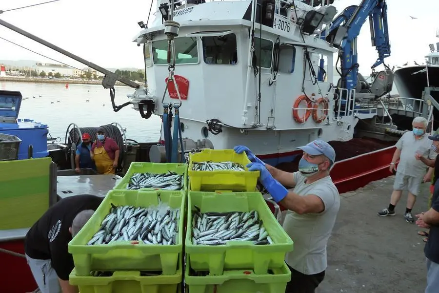 Los cerqueros han desembarcado a primera hora en el puerto de Santo&ntilde;a los &uacute;ltimos kilos de bocarte (anchoa) antes del cierre definitivo, este mediod&iacute;a, de la costera tras agotarse el cupo de 27.000 toneladas otorgado a Espa&ntilde;a y ampliado en un 5 por ciento con la cuota de la pr&oacute;xima temporada. EFE/Miguel Ramos