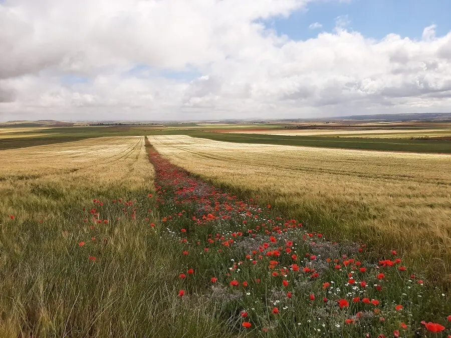 Archivo - Campo con amapolas en Toledo