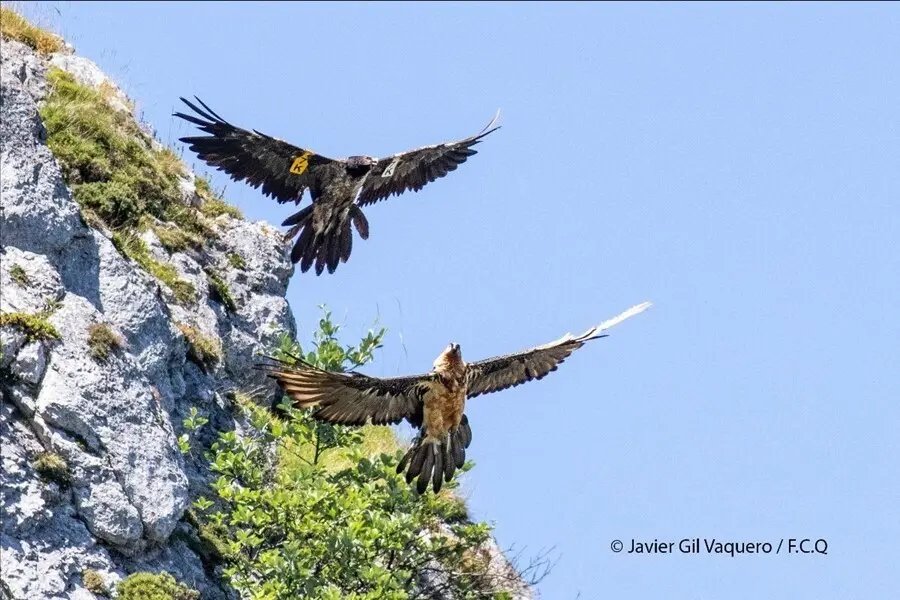 Ejemplares de Quebrantahuesos en Picos de Europa