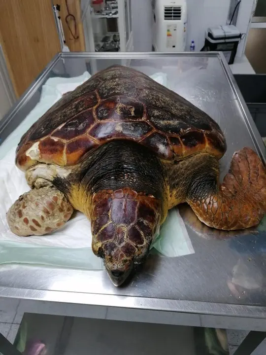 El Cabildo de La Palma rescata una tortuga boba que se recupera en el Centro de Rehabilitaci&oacute;n de Fauna Silvestre