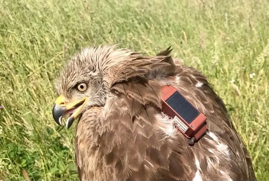 Archivo - SEO/BirdLife marca un milano negro con GPS en Tordesillas (Valladolid) para conocer sus rutas migratorias