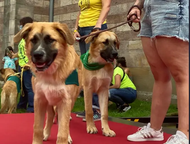 Varios perros en la Jornada de Adopci&oacute;n de Torrelavega. / S. D&iacute;az