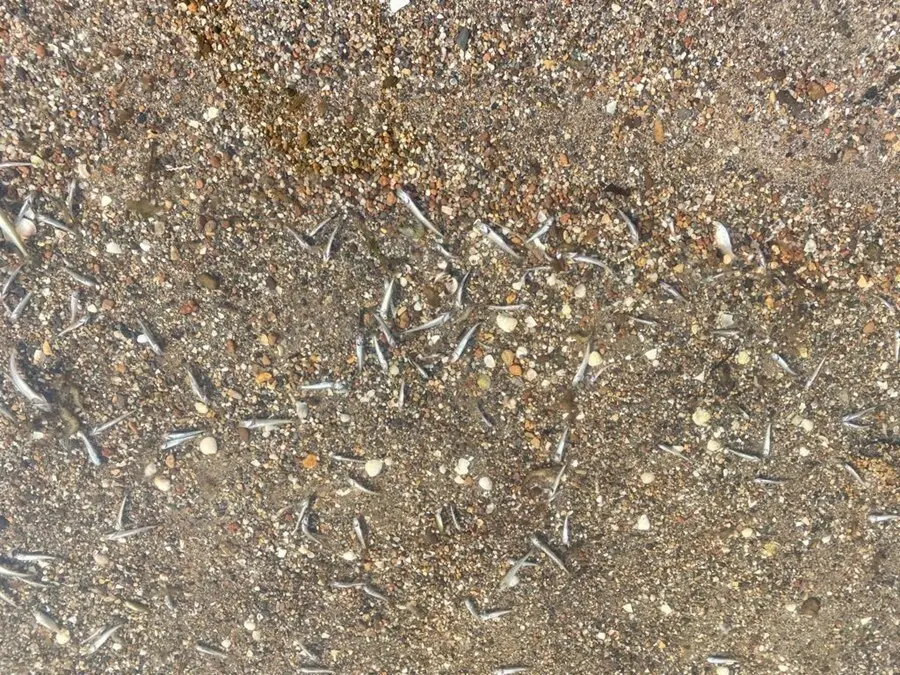 Peces muertos en la orilla de una playa de Los Nietos (Cartagena)