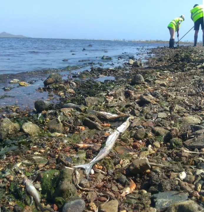 Archivo - Retirada de peces muertos en Los Nietos