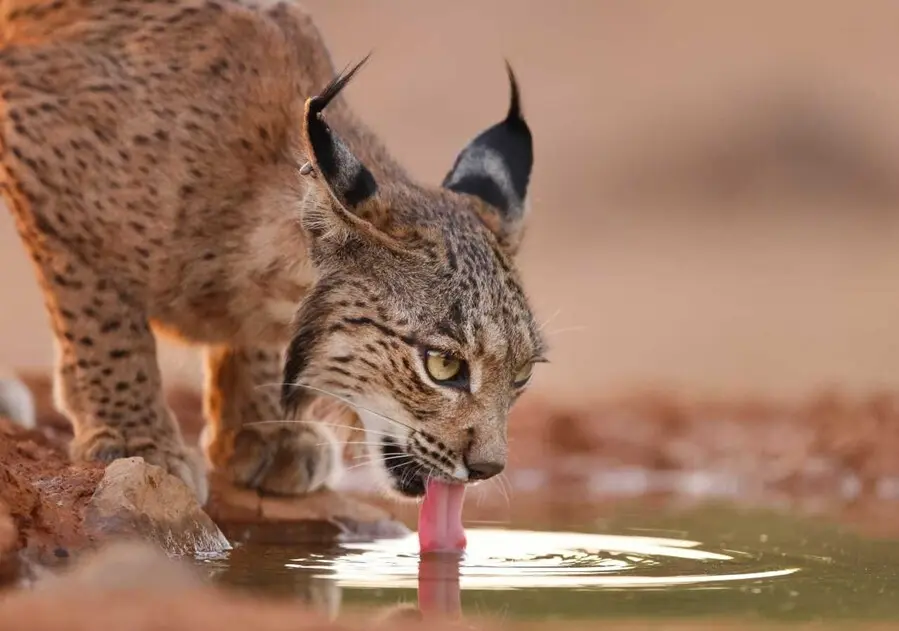 Archivo - Lince ib&eacute;rico.