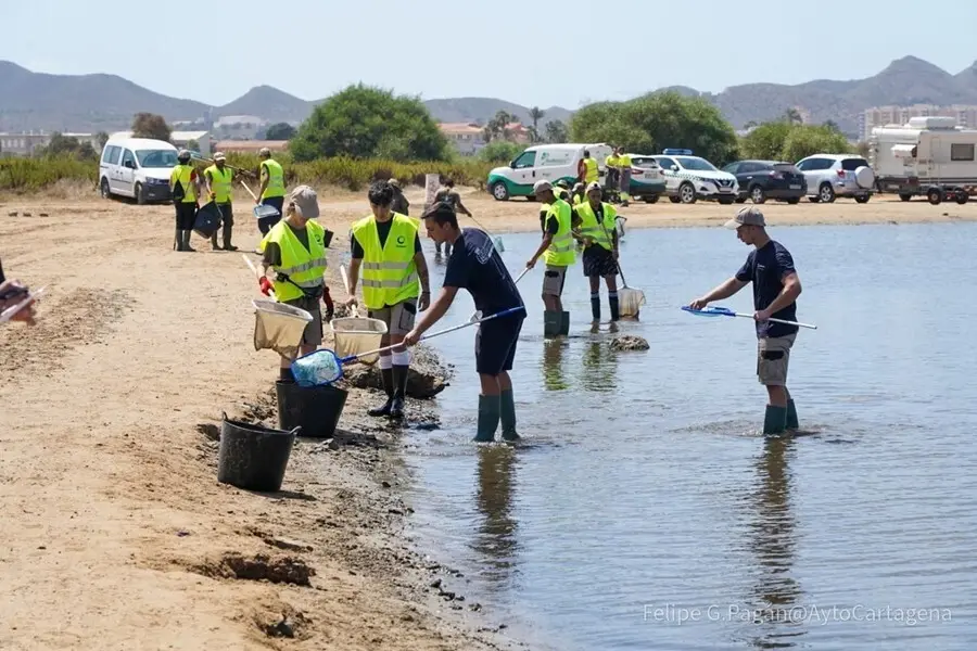 Archivo - Vuelven a abrir al ba&ntilde;o tras su limpieza seis de las playas afectadas por la aparici&oacute;n de peces muertos en el Mar Menor