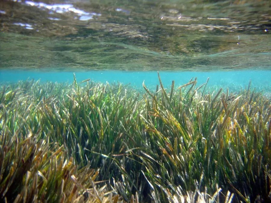 Ejemplo de especies protegidas como la Posidonia oce&aacute;nica o el molusco Pinna nobilis.
