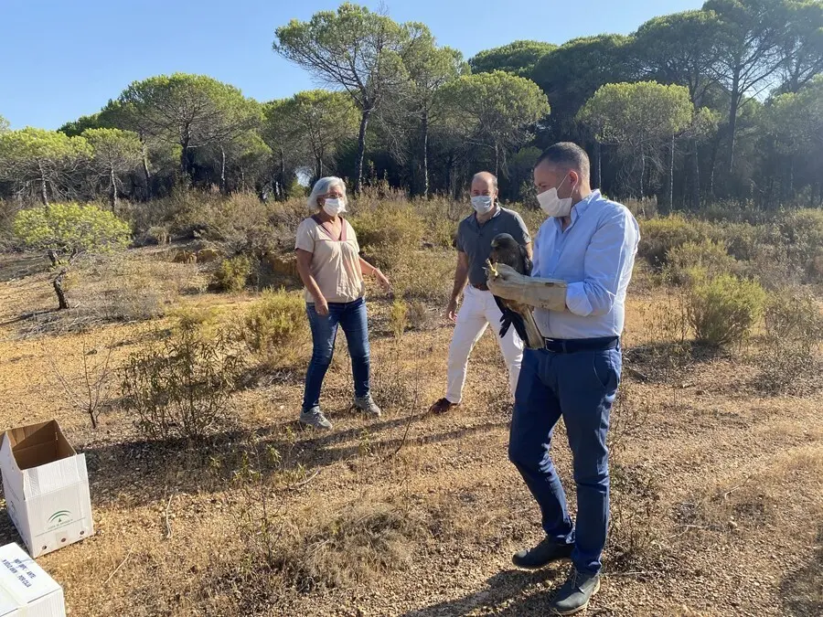 El delegado territorial de Desarrollo Sostenible en Huelva, Jos&eacute; Enrique Borrallo, con una de las &aacute;guilas liberadas en Cartaya (Huelva).