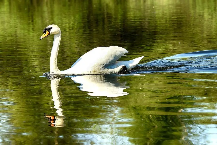 Un cisne, en una imagen de archivo