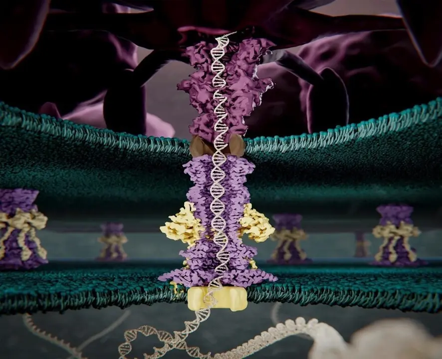 Archivo - Imagen art&iacute;stica de la estructura proteica que utiliza el fago T7 para romper la pared bacteriana, resuelta por microscop&iacute;a electr&oacute;nica