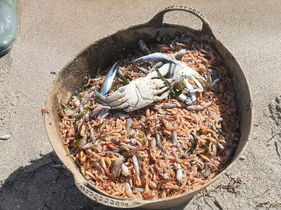 Archivo - Miles de peces muertos y recogidos en el Mar Menor