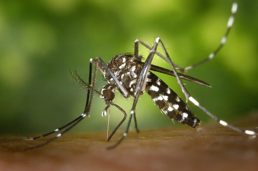 Archivo - Mosquito tigre