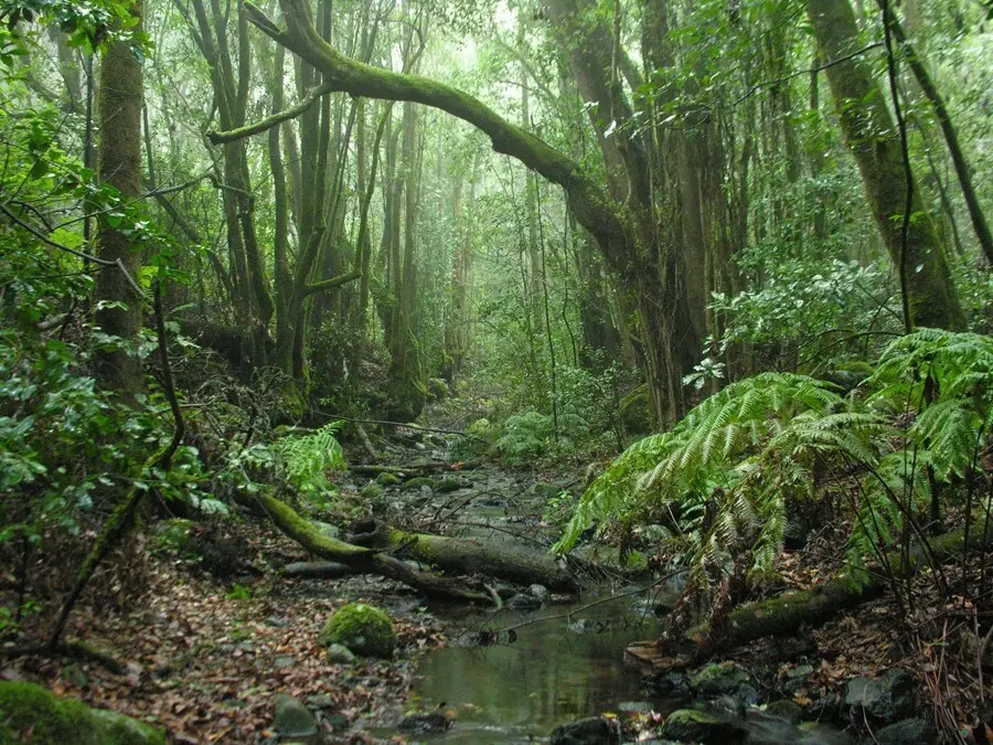 Imagen del Parque Nacional de Garajonay en La Gomera