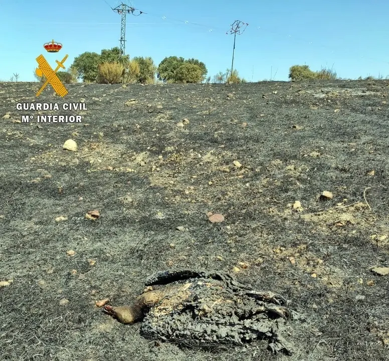 Cuerpo calcinado del buitre que provoc&oacute; el incendio en Alburquerque.