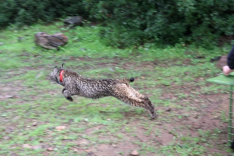 Archivo - Lince liberado por Medio Ambiente en Guarrizas (Ja&eacute;n)