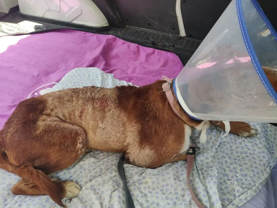 Perro hallado con quemaduras por &aacute;cido