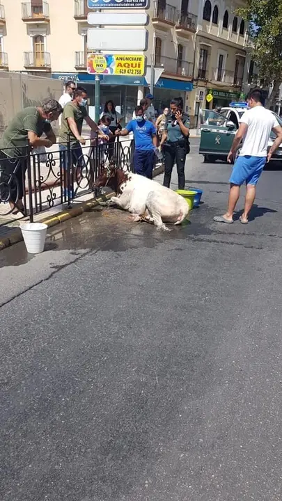 Becerra capturada en Utrera