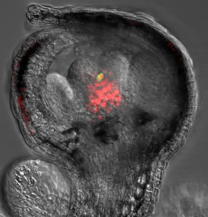 Archivo - Imagen que muestra una flor de 'Arabidopsis thaliana' en etapa temprana