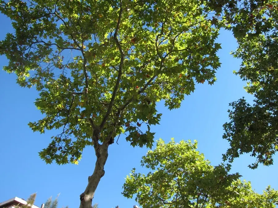 Archivo - Platanero, Plataneros, &aacute;rboles de Barcelona