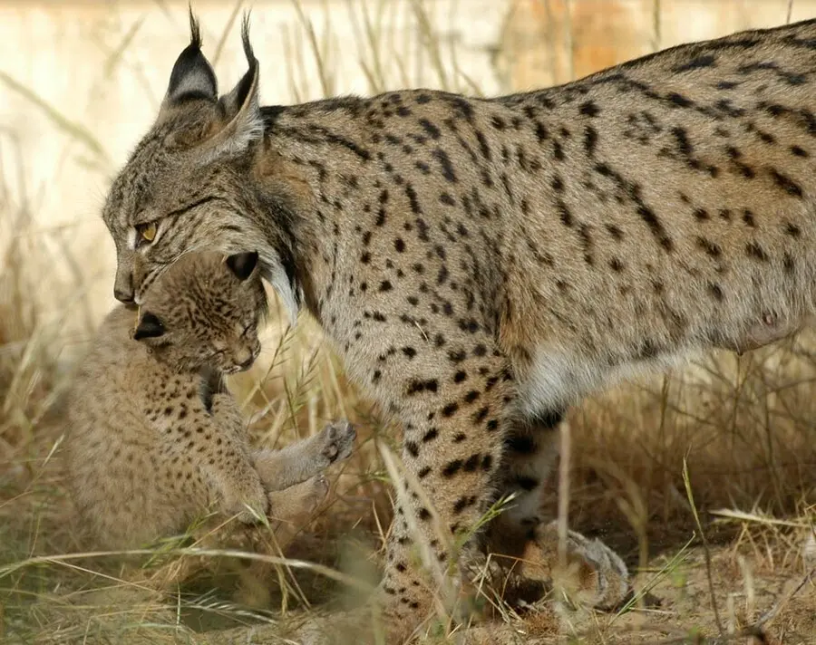 Archivo - Lince ib&eacute;rico en una imagen de archivo