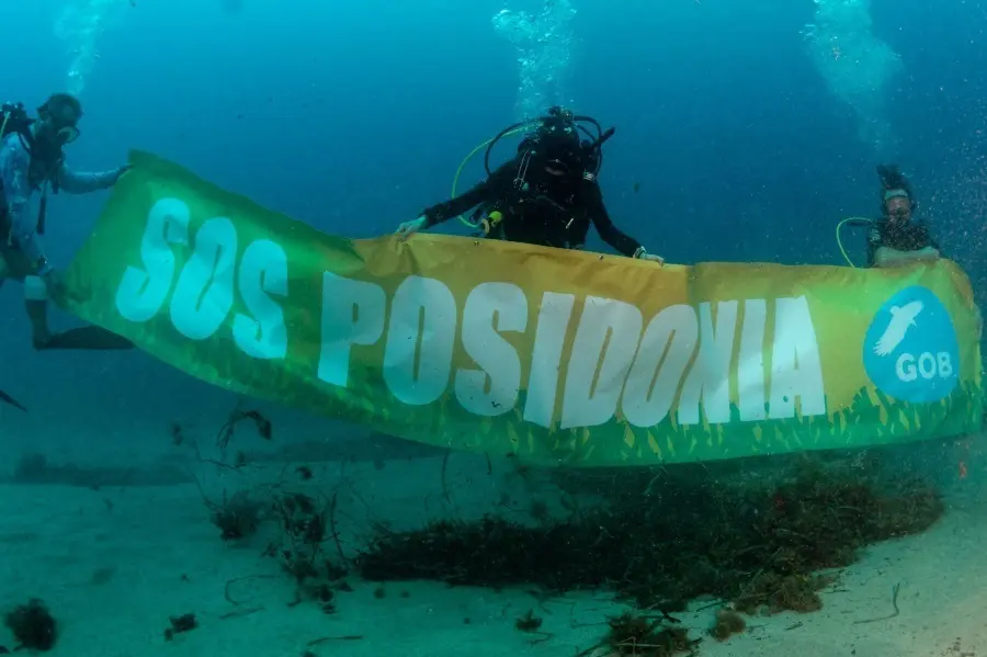 El GOB documenta el impacto de fondeos y vertidos sobre la posidonia en la bah&iacute;a de S&oacute;ller y pide controles efectivos.
