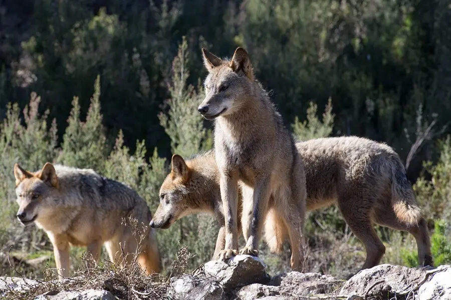 Archivo - Lobos ib&eacute;ricos
