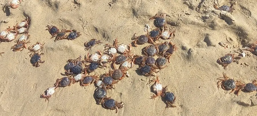 Centenares de cangrejos muertos en la playa de Meir&aacute;s, en Ferrolterra