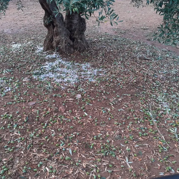 Pedrisco en olivar